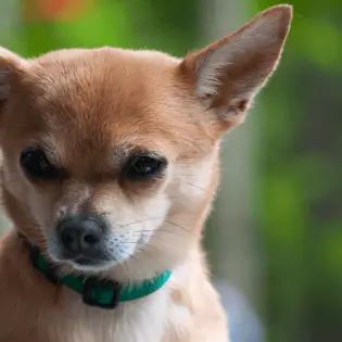 Pomchi: German - Mexican Combination