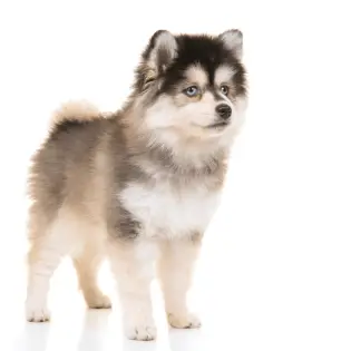 Pomeranian Husky - Cute Little Family Dog