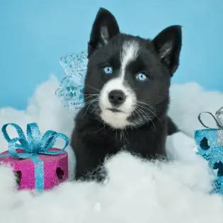 7 Interesting Pomsky Facts