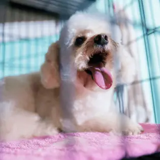 Crate Training a Puppy Made Easy