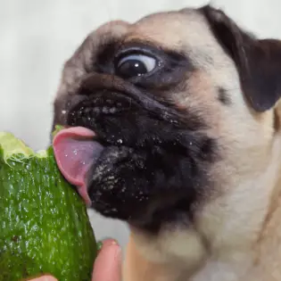 Why You Shouldn't Feed Your Dog Avocado?