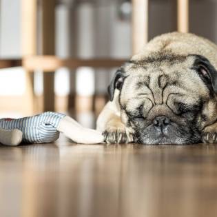 Is Your Dog Twitching in Their Sleep - Here's What it Means