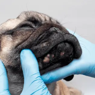 How to Treat Dog Acne