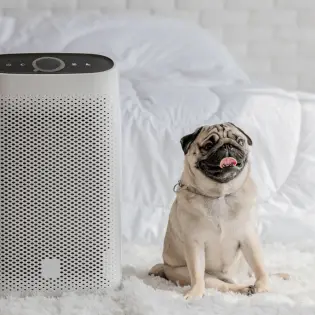 The Best Air Purifiers for Dogs in 2023