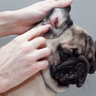 Ear Mites in Dogs and How to Treat Them