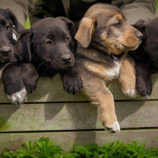 Should You Buy a Dog Without a Pedigree?