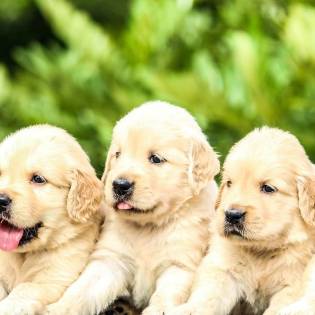 Quiz: Guess Dog Breed - Puppy Edition