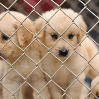 What is a Puppy Mill -  Here's How to Spot it