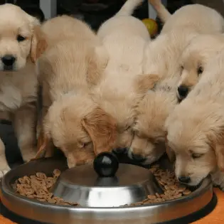 Top 9 Best Puppy Food 2023