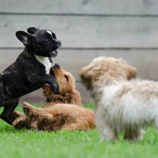 8 Tips And Tricks - Puppy And Dog Socialization