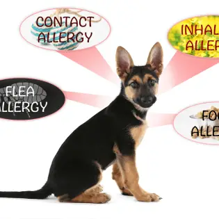 What Is The Best Allergy Medicine For Dogs?