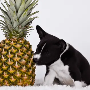 Can Dogs Eat Pineapple?