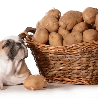 Can Dogs Eat Potatoes?