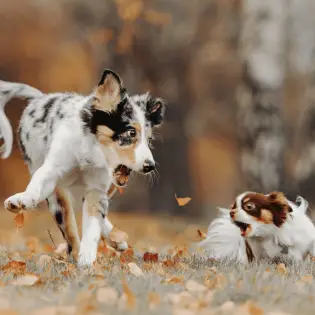 Is Your Puppy Barking Constantly? Here's How to Stop it