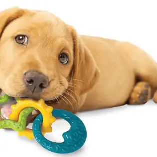 3 Best Chew Toys for Puppies (Review)