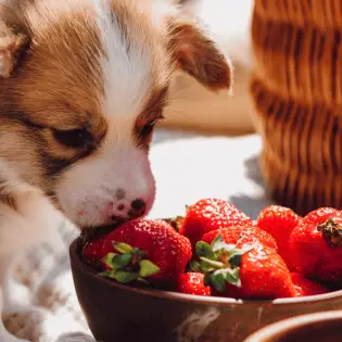 Can Dogs Eat Strawberries