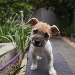 Why Do Dogs Tilt Their Heads?