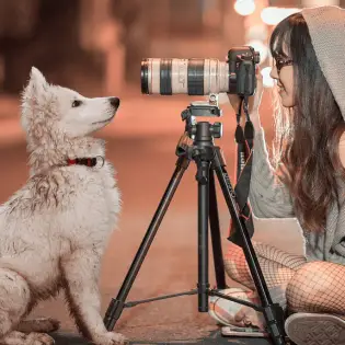 Best Dog Cameras in 2023