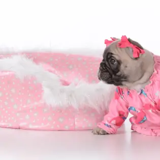 Best Dog Pajamas in 2023