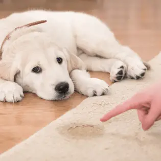 How to Potty Train a Puppy