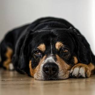 Distemper in Dogs - How Can Dogs Get It?