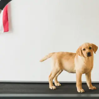 Best Dog Treadmills Review