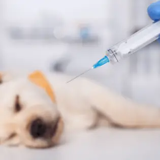 Puppy Shot Schedule: All About Vaccines