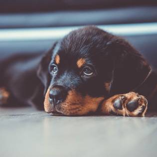Prostate Cancer In Dogs - Causes, Symptoms & Treatment