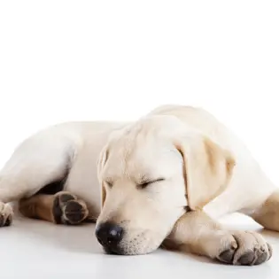 5 Dog Sleeping Positions With Their Meaning