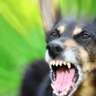 Rabies in Dogs - What Owners Should Look Out For