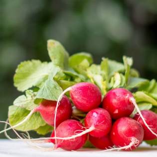 Can Dogs Eat Radishes