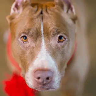 Red Nose Pit Bull - Pros, Cons & Other Characteristics