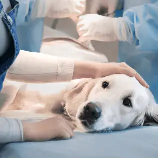 Pyometra in Dogs - Diagnosis & Treatment