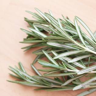 Is Rosemary Safe for Dogs?