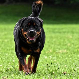 Rottweiler Crossbreeds