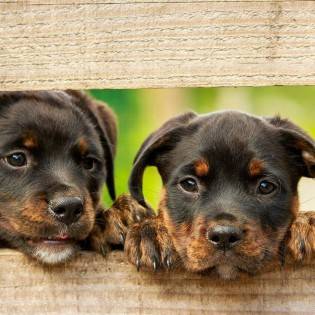 New Puppy Checklist - Here's What You'll Need