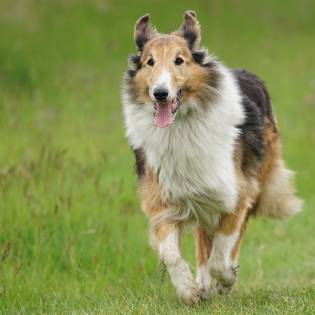 Top 7 List - Scottish Dog Breeds