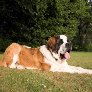 Saint Bernard - How They Became Search and Rescue Dogs