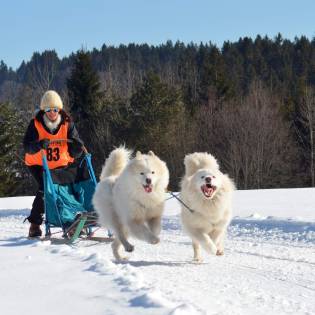 Samoyed - Dog Breed Info & Size