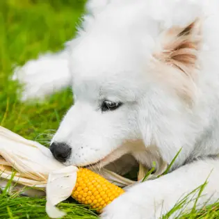 Can Dogs Eat Corn?