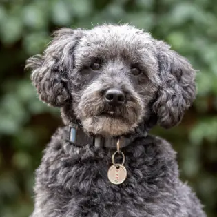 Schnoodle - Popular Hybrid Dog Breed