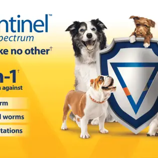 Is Sentinel Spectrum a Good Choice For Dogs