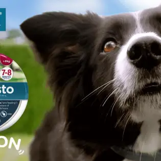 Are Seresto Collars for Dogs Safe?