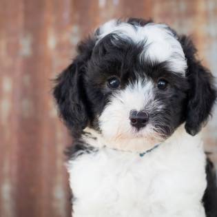 Sheepadoodle - 7 Important Things About These Dogs