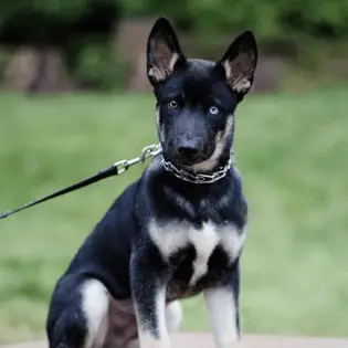 Gerberian Shepsky - A German Shepherd Husky Mix