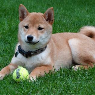 Fun Facts About Shiba Inu