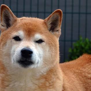 Shiba Inu Dog Breed - True History & Origin