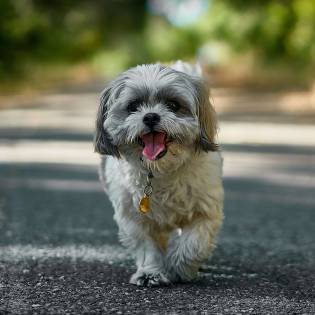 Shih Tzu - Perfect Small Dog Breed