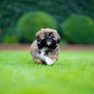 Top 5 Shih Tzu Rescues