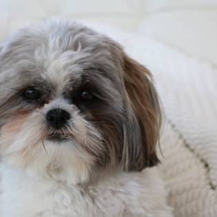 Shih Tzu Temperament - What Is So Special About These Dogs?